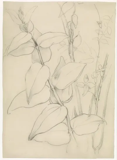 Plantstudie