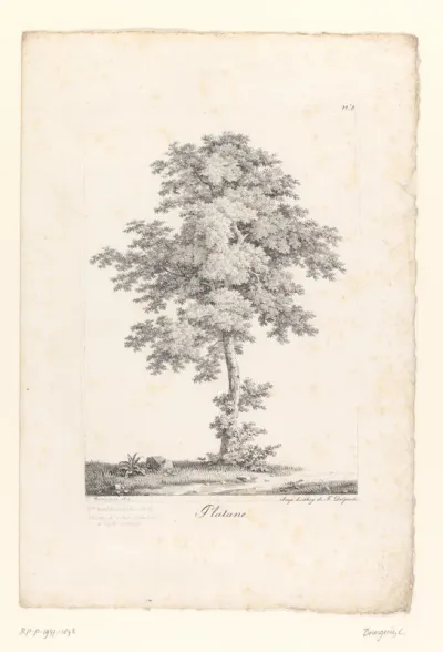 Plataan