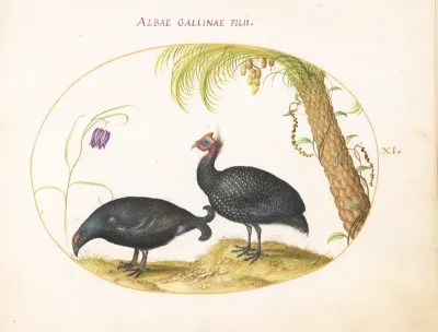 Plate 11: A Caucasian Grouse and a Helmeted Guineafowl