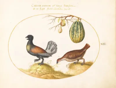 Plate 12: Pair of Wood Grouse with a Melon and Pears