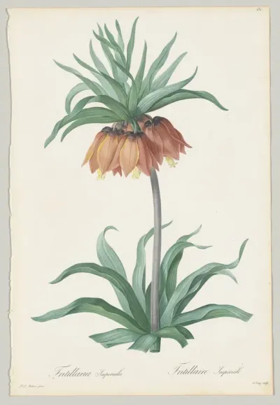 Plate 131, Fritillaria Imperialis, from "Les Liliacées"