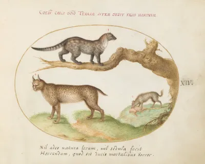 Plate 14: A Civet, a Lynx, and a Hyena Eating a Dog