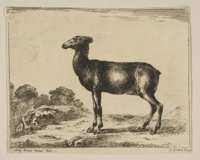 Plate 15: Doe, from "Various Animals" (Diversi Animali)