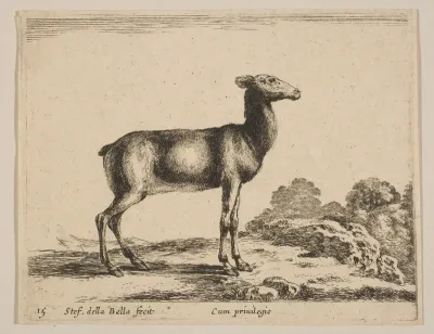 Plate 15: Doe, from "Various animals" (Diversi animali)