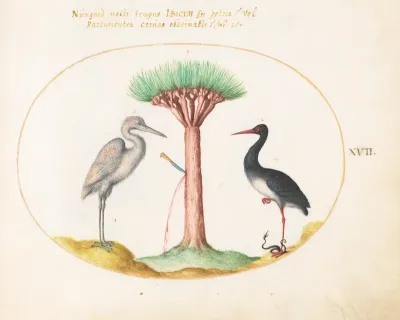 Plate 17: White Heron(?) and Black Stork Killing a Snake with a Dragon's Blood Tree