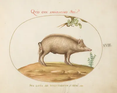 Plate 18: A Pig with Acorns