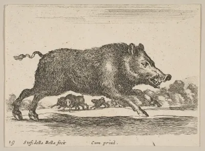 Plate 19: Wild Boar, from "Various animals" (Diversi animali)