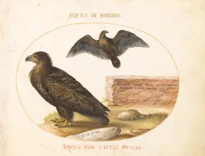 Plate 2: Two Eagles