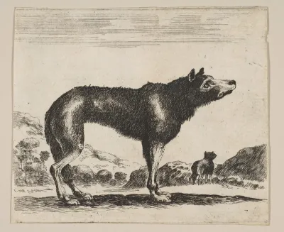 Plate 20: Wolf, from Various Animals
