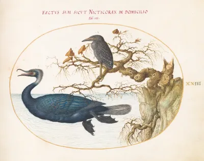 Plate 23: A Brandt's Cormorant with a Juvenile Crowned Night Heron