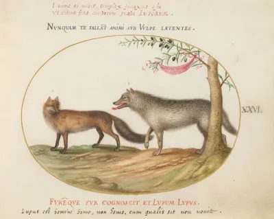 Plate 26: A Red Fox and a Wolf
