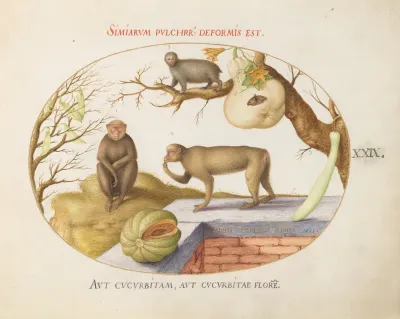 Plate 29: Two Monkeys, an "Arctopithecus"(Sloth?) and Fruit