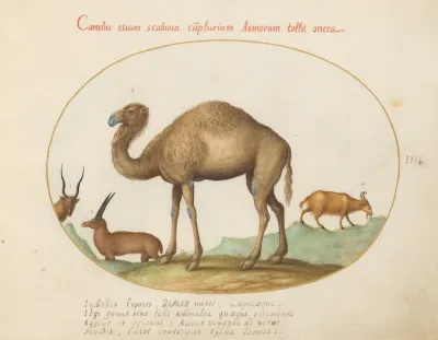 Plate 3: Camel, Ibex, and Goat