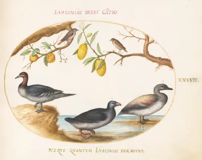 Plate 37: Three Waterfowl with Two Nightingales(?)  Perched in Citrus Trees