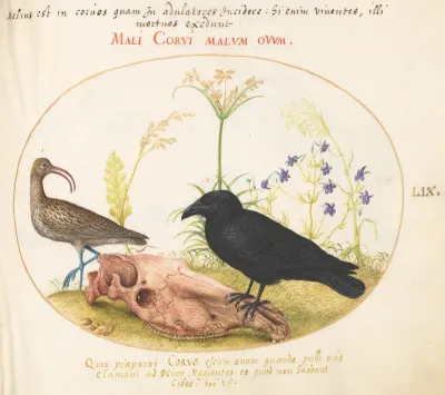 Plate 59: Curlew and Crow with Horse Skull