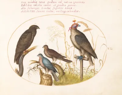 Plate 6: Four Birds of Prey, Including a Sparrowhawk(?)