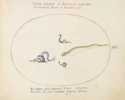 Plate 60: Four Small Snakes