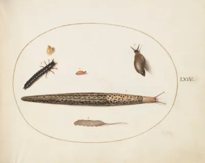 Plate 64: Leopard Slug, Ground Beetle Larva, a Rat-tailed Maggot, and Other Creatures