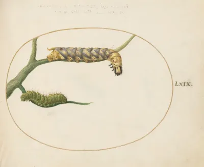 Plate 69: Emperor Moth Caterpillar with a Second Caterpillar on a Branch