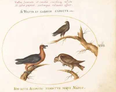 Plate 8: Bearded Vulture with Two Birds of Prey
