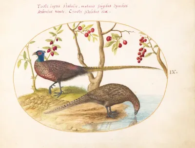 Plate 9: Two Pheasants with Fruiting Plants