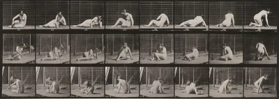 Plate Number 266. Turning and changing position while on the ground
