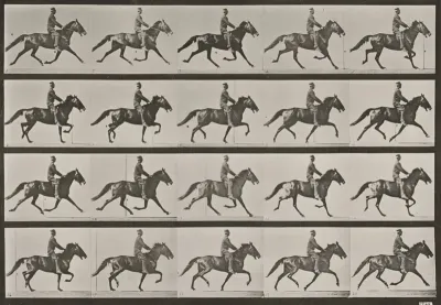 Plate Number 591. "Pronto" pacing, saddled