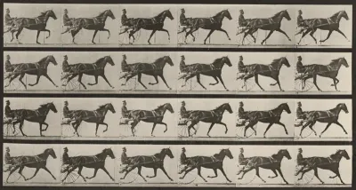 Plate Number 608. "Flode Holden" trotting, harnessed to sulky