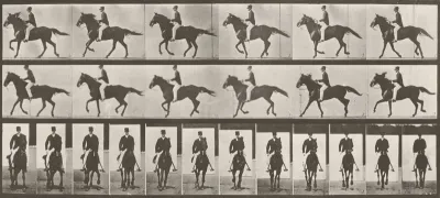 Plate Number 618. "Middleton" cantering, saddled