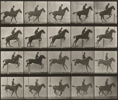 Plate Number 639. "Daisy" jumping a hurdle, saddled