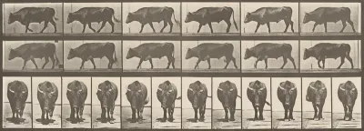 Plate Number 670. Ox; walking