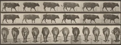 Plate Number 671. Ox; walking
