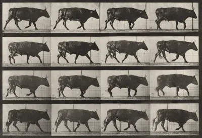 Plate Number 672. Ox; trotting