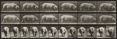 Plate Number 674. Sow; walking