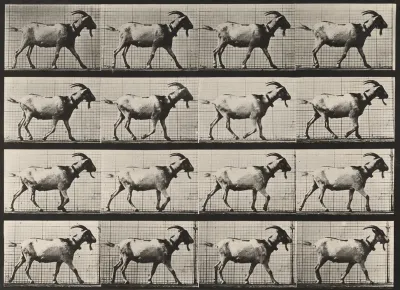 Plate Number 676. Goat; walking