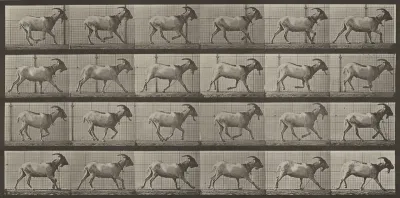Plate Number 679. Goat; galloping