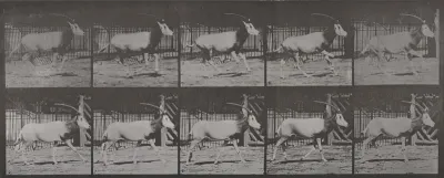 Plate Number 680. Oryx galloping