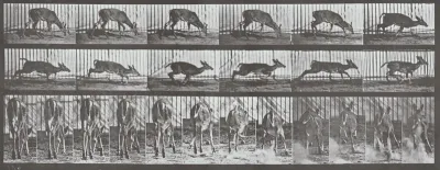 Plate Number 681. Virginia deer, buck, walking, startled to a gallop