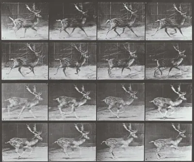 Plate Number 682. Fallow deer, buck. A: Trotting. B: Galloping
