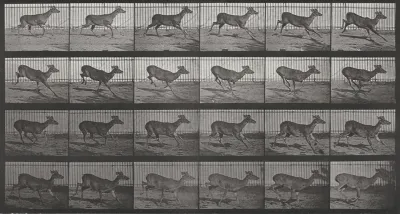 Plate Number 683. Virginia deer, buck, galloping