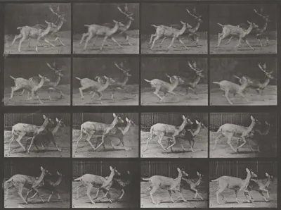 Plate Number 684. Fallow deer. A: Buck and doe trotting. B: Two does trotting