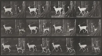 Plate Number 685. Fallow deer, buck and doe, trotting