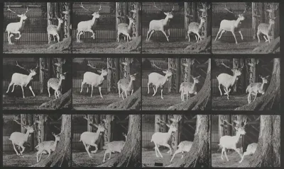 Plate Number 686. Fallow deer, buck and doe, galloping