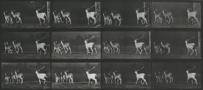 Plate Number 687. Fallow deer, buck and group of does, galloping