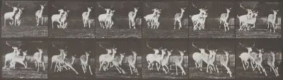 Plate Number 688. Fallow deer, buck and group of does, galloping