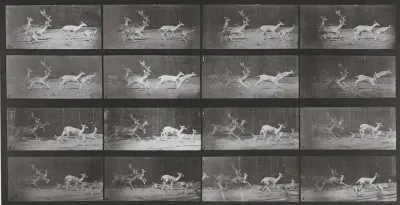 Plate Number 689. Fallow deer, buck and group of does, galloping