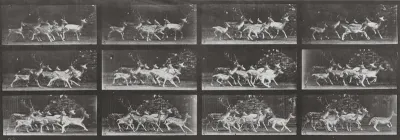 Plate Number 690. Fallow deer, buck and group of does, various movements