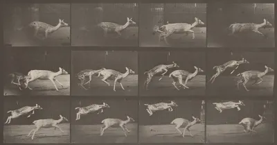 Plate Number 691. Fallow deer, doe galloping and kid jumping