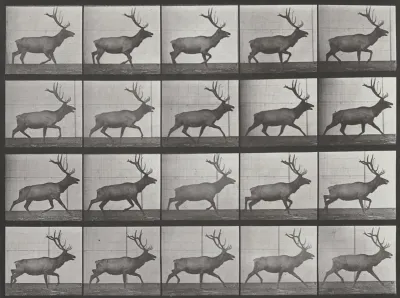 Plate Number 692. Elk trotting
