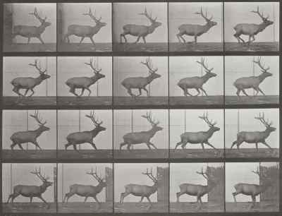 Plate Number 693. Elk galloping
